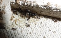 Lasius 1.jpg