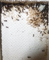 Lasius 3.jpg