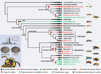 Fig-1-Cladogram-showing-the.jpg