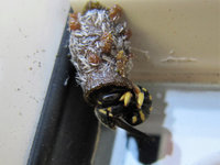 Anthidium strigatum am Nest.JPG