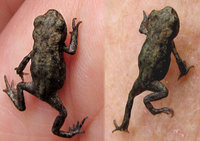 Bufo-bufo-juv..jpg