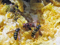 Hornisse vertreibt Dolichovespula media und Polistes.JPG