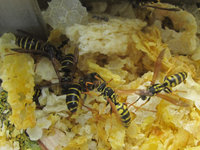 Polistes dominulus vs Dolichovespula media.JPG