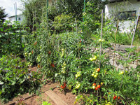 Tomaten-861.jpg