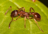 Myrmica_cf_sabuleti_20170530_05.jpg