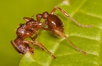 Myrmica_cf_sabuleti_20170530_02.jpg