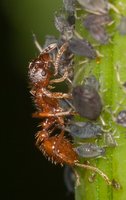 Myrmicinae_20170621_01a.jpg