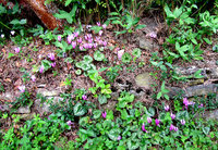 Cyclamen-913.jpg