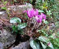 Cyclamen-914.jpg