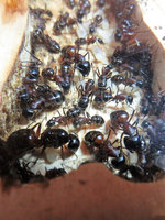 Camponotus lingniperda Winterruhe August.JPG