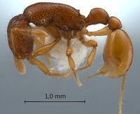 1024px-Tyrannomyrmex-rex-lateral-am-lg.jpg