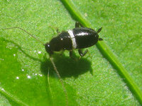 Planuncus_tingitanus_sl_early_instar_nymph_-_BallansCharente-Maritime20120617_IMG8507[1].jpg