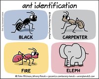 ant-identification.jpg