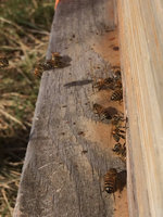 Bienen Januar.JPG