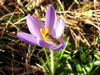 2-Syrphide-BG-284.jpg