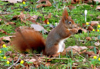 5-Sciurus-BG-290a.jpg