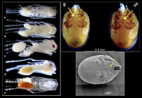 3-Macrodinychus-multispinosus.jpg (425.62 KiB) 122103-mal betrachtet 3-Macrodinychus-multispinosus.jpg