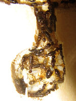 Colobobsis truncatus.JPG