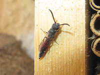 Sapyga quinquepunctata.JPG