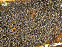 Viele Bienen.JPG