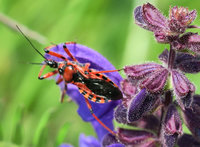 Rhinocoris_0418b.jpg