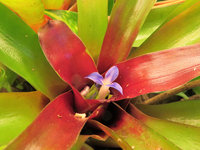 Neoregelia sp.JPG