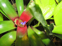 Neoregelia Blüte.JPG