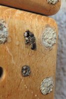 Osmia cf. truncorum.JPG