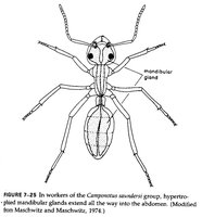 2-C.saundersi Schema.jpg