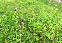 3-Ophrys-a_0596.jpg