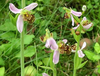4-Ophrys-Cocc_0596.jpg