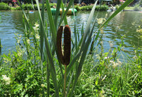 6-Typha-dopp._0721.jpg