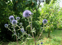 a-Distel1_0774.jpg