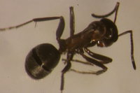 IMG_0041 Ameisenportal.JPG (384.67 KiB) 181063-mal betrachtet IMG_0041 Ameisenportal.JPG