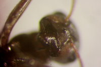 IMG_9873 Ameisenportal.JPG (343.65 KiB) 181063-mal betrachtet IMG_9873 Ameisenportal.JPG