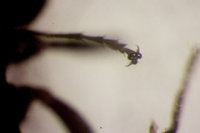 IMG_9938 Ameisenforum.JPG (328.76 KiB) 181063-mal betrachtet IMG_9938 Ameisenforum.JPG