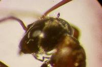 IMG_9935 Ameisenportal.JPG (373.39 KiB) 181063-mal betrachtet IMG_9935 Ameisenportal.JPG