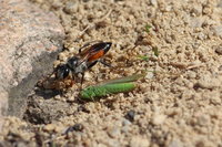 IMG_0519 Langflügelige Schwertschrecke als Beute der Heuschreckensandwespe Ameisenportal.JPG