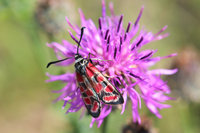 Zygaena cf. carniolicA.JPG