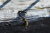 Camponotus vagus mit Beute.JPG