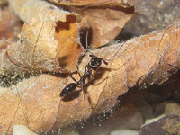Odontomachus haematodus.JPG (1.51 MiB) 105251-mal betrachtet Odontomachus haematodus.JPG