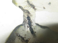 Odontomachus haematodus Gyne.JPG (410.94 KiB) 105251-mal betrachtet Odontomachus haematodus Gyne.JPG