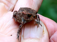 Bufo-juv._1035.jpg