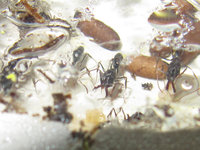 Odontomachus haematodus Puppen.JPG