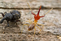 Rhynchotermes-perarmatus-soldier-weevil.jpg