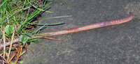 Lumbricus_3979.jpg