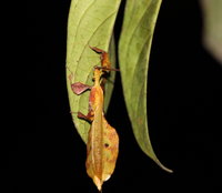 Phyllium giganteum Männchen Blatt.JPG