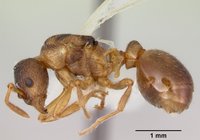 Myrmica_quebecensis_casent0103458_profile_1.jpg