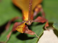 Phyllium giganteum Männchen frontal.JPG