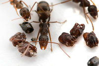 Kopfjäger-Ameisen.jpg